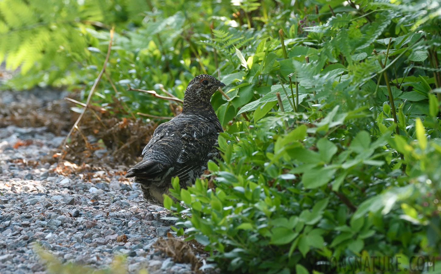 Falcipennis canadensis canadensis [400 mm, 1/320 Sek. bei f / 8.0, ISO 1000]